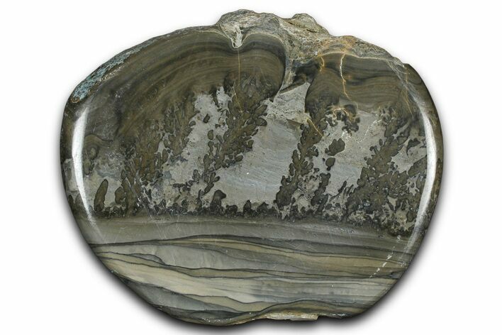 Triassic Aged Stromatolite Fossil - England #365719